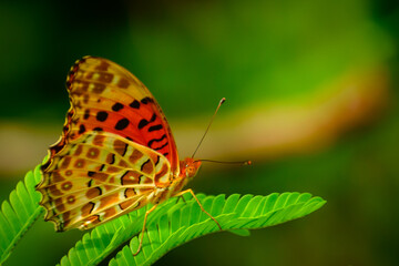 butterfly on a leaf