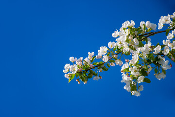 Beautiful branch flowers of an apple tree blooms in sun on a spring day, close up, macro. Spring background with white blossom on  blue sky with space for text