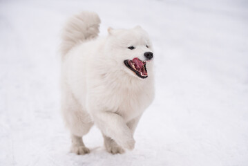 Samoyed white dog is running on snow outside
