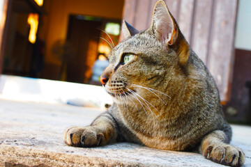 A brown cat with yellow eyes is calm.