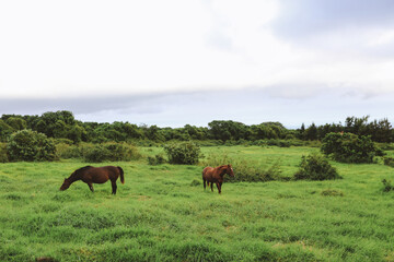 Obraz na płótnie Canvas horses in the pastur, South point, Big island, Hawaii