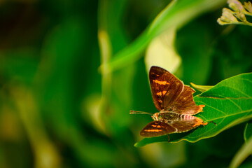 butterfly on leaf