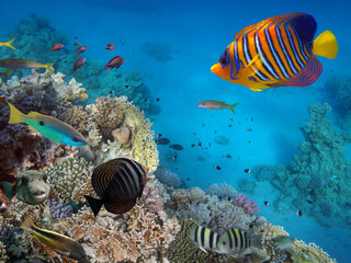 Naklejka na ściany i meble Coral Reef and Tropical Fish. Red Sea. Egypt