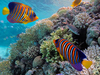Naklejka na ściany i meble Coral Reef and Tropical Fish. Red Sea. Egypt