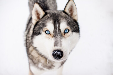 Portrait of a beautiful northern dog of the husky breed.