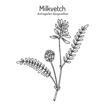 Milkvetch astragalus dasyanthus , medicinal plant