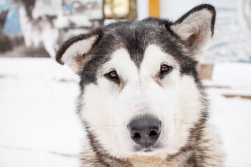 Portrait of a beautiful northern dog of the husky breed.