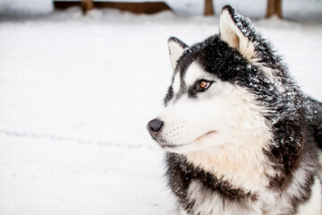 Portrait of a beautiful northern dog of the husky breed.