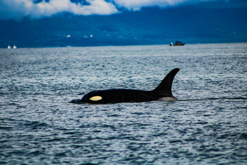 Fototapeta premium Orcas Alaska