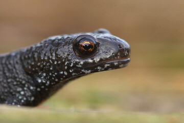 An eye contact , close up of the head of a Triturus dobrogicus or the Danube newt 