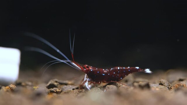 Pregnant white spot Sulawesi red dwarf shrimp look for food in aquatic soil and move around in fresh water aquarium tank, there are several eggs in its stomatch can grow to new baby shrimp.