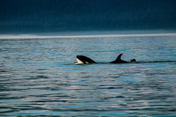 Orcas Alaska