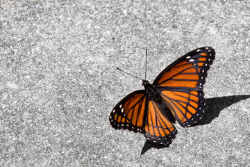 Fototapeta na wymiar Close up color photo looking down at a beautiful black and orange Painted lady butterfly sunning itself on soft defocused gray and white concrete with copy space on the top and left hand side of image