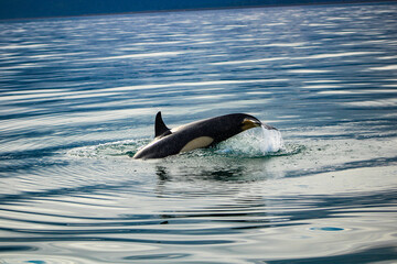 Orcas Alaska © Michael
