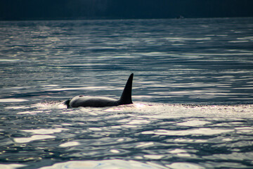 Fototapeta premium Orcas Alaska