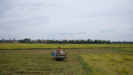 Fototapeta premium The farmer is working in the field with a harvester. Kombain collects on the rice field crop. Agricultural machinery in the field, people use the industrial reaper, combine Harvester cut rice plants