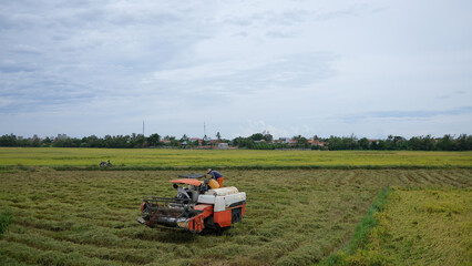 The farmer is working in the field with a harvester. Kombain collects on the rice field crop. Agricultural machinery in the field, people use the industrial reaper, combine Harvester cut rice plants