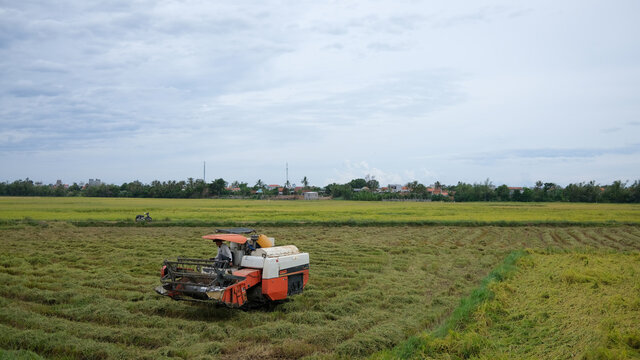 The farmer is working in the field with a harvester. Kombain collects on the rice field crop. Agricultural machinery in the field, people use the industrial reaper, combine Harvester cut rice plants