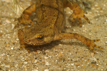 Eye contact with an aquatic male of the Carpathian newt - Lissotriton montandoni