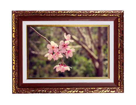 Frame with flowers, Wild Himalayan Cherry flower, Giant tiger flower