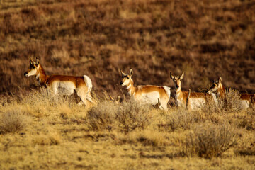 Pronghorn Antelope Arizona