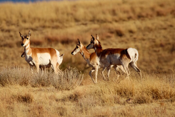 Naklejka na ściany i meble Pronghorn Antelope Arizona