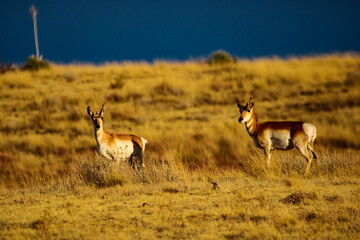 Pronghorn Antelope Arizona
