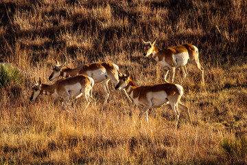 Pronghorn Antelope Arizona