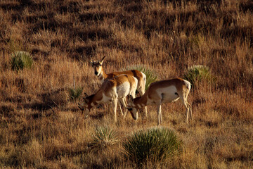 Pronghorn Antelope Arizona