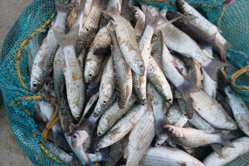 Obraz premium dead Fishes in the net