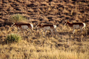 Pronghorn Antelope Arizona