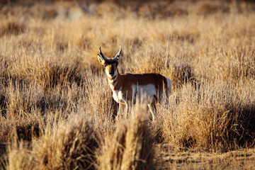 Pronghorn Antelope Arizona