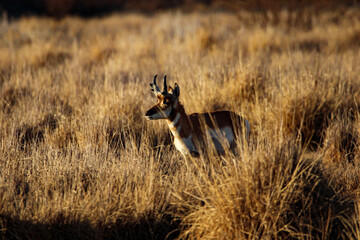 Pronghorn Antelope Arizona