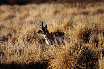 Pronghorn Antelope Arizona