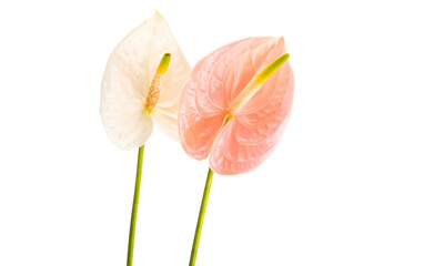 anthurium flower isolated