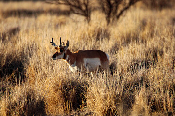 Pronghorn Antelope Arizona