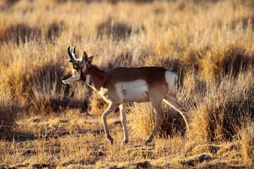 Pronghorn Antelope Arizona