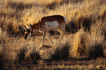 Pronghorn Antelope Arizona