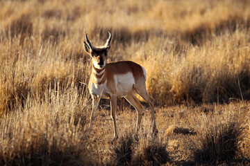 Pronghorn Antelope Arizona