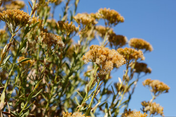 Immature tan trichomatic pappus achene fruit of Handsome Goldenbush, Ericameria Parishii, Asteraceae, native androgyne perennial shrub in the San Jacinto Mountains, Peninsular Ranges, Autumn.
