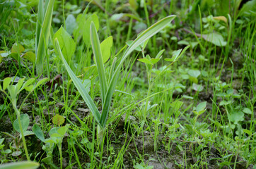 the ripe green garlic plant seedlings in the farm.