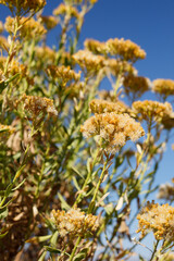 Immature tan trichomatic pappus achene fruit of Handsome Goldenbush, Ericameria Parishii,...