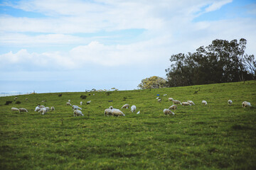 Sheep in the pasture，Maui, Hawaii