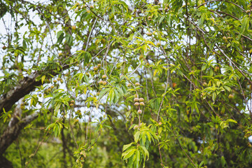 Sun Yat Sen Park, Kula, Maui, Hawaii  © ZHAO YOULI