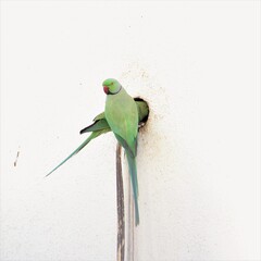 Green Parrot Searching Place To Build Nest