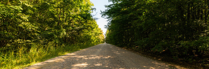 A rural dirt road through a forest