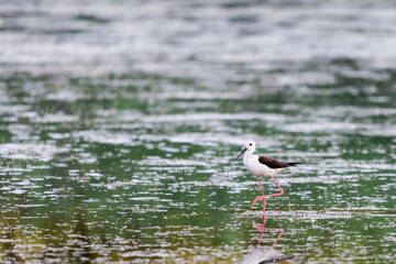 Black-winged Stilt feeding at eye level in natural pond