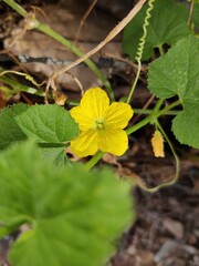 Beauty of the 'BLOSSOM'............