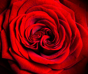 red rose close up. natural background
