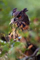 The portrait of a Eurasian eagle-owl (Bubo bubo) with a green and brown background.Portrait of a large European owl with orange eyes and ears with a green background.